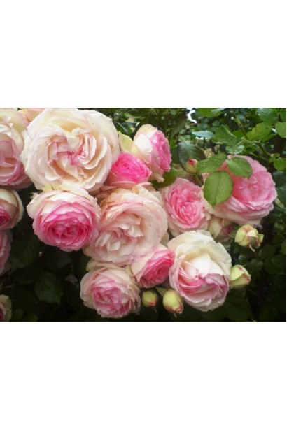 Троянда плетиста Пєр-де-ронсар